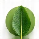 100%天然素材使用証明書