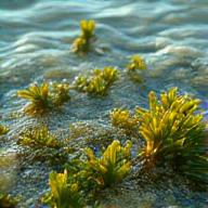 海の岩場に育つ豊かな海藻